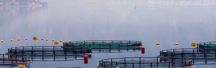 user fish farms